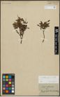 Foto von Salix arbuscula L.